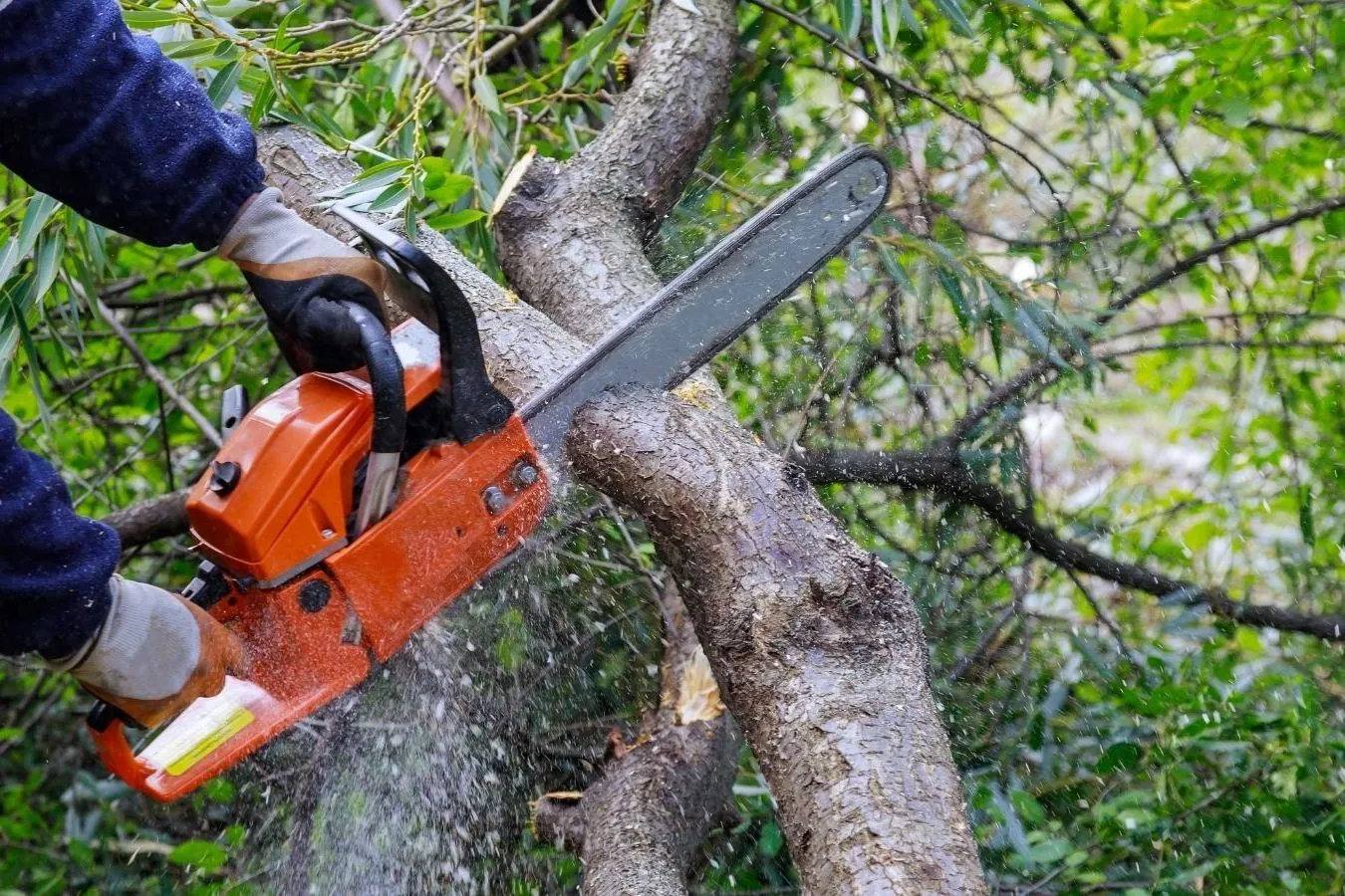 Tree felling